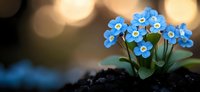 Delicate blue forget-me-not flowers blooming in dark soil against blurred golden bokeh background, creating romantic spring garden atmosphere.