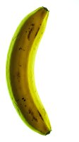 Ripe banana with yellow-green skin and brown spots isolated on white background, ready for food and nutrition design projects.