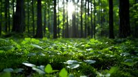 Sunlight streaming through dense forest canopy illuminates lush green undergrowth and delicate white wildflowers on mossy ground, creating magical woodland atmosphere.