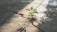 Young green plant growing through crack in concrete pavement, symbolizing resilience, hope and nature's persistence in urban environment.