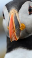 Close-up portrait of Atlantic puffin with distinctive colorful orange and yellow beak, black and white plumage, showing detailed facial features and textures.
