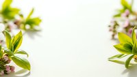 Fresh green leaves and pink flower buds arranged as natural border frame on clean white background with soft lighting and copy space for text.