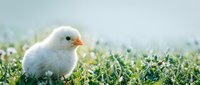 Young white chick standing on green grass with soft blurred background, suitable for agriculture, farming, poultry, and animal care content.