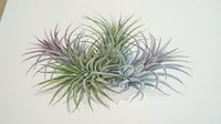 Ornamental grass plant with green and purple spiky foliage isolated on white background, suitable for design projects, botanical illustrations, and decorative applications.