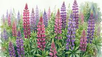 Watercolor lupine flowers in pink and purple hues with green foliage, botanical garden wildflower meadow painting for spring summer floral design projects.