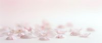 Soft pink rose petals scattered on pale pink surface creating romantic dreamy atmosphere for wedding invitations spa treatments and feminine design projects.