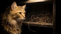 Fluffy ginger tabby cat with long fur gazes intently at tangled string in wooden box, capturing curious feline behavior and playful hunting instinct in dramatic lighting.