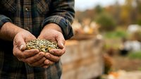 Close-up of farmer's hands holding harvested grain seeds in agricultural field during autumn harvest season for farming and crop production.
