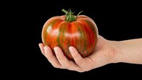 Caucasian hand holding a striped heirloom tomato, isolated on transparent background, ready for stickers, print on demand, T-shirt design, and clipart use.
