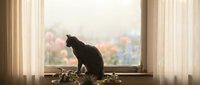 Black cat silhouette sitting on windowsill with sheer curtains and blurred colorful autumn foliage outside, peaceful indoor pet scene for home decor.