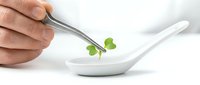 Chef placing fresh green microgreens on white ceramic spoon with tweezers, isolated on white background for culinary and food styling applications.