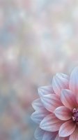 Soft pink dahlia flower with delicate petals and water droplets against dreamy pastel bokeh background for spring garden designs.