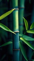 Close-up of green bamboo stalk with nodes and fresh leaves against dark background, creating zen-like atmosphere for wellness and spa designs.