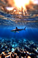 Great white shark swimming in deep blue ocean waters beneath golden sunset surface, dramatic underwater scene with coral reef bottom and natural lighting effects.