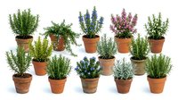 Collection of aromatic herbs in terracotta pots including lavender, rosemary and thyme isolated on white background for gardening and culinary projects.