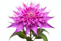Vibrant pink dahlia flower with spiky petals and green leaves isolated on white background, macro photography showing detailed texture and botanical structure.