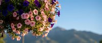 Colorful petunia flowers in hanging basket with blurred mountain landscape background during golden hour sunset light creating peaceful garden atmosphere.