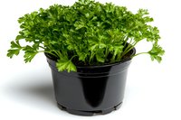 Fresh parsley herb growing in black plastic pot isolated on white background, vibrant green leaves and stems ready for cooking or gardening use.