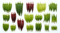 Fresh okra pods in various colors and sizes arranged in groups on white background, perfect for healthy cooking and vegetable design projects.