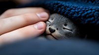 Adorable baby seal pup with closed eyes snuggling under blue knitted blanket, showing tender moment between human hand and marine mammal in soft lighting.