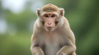 Young macaque monkey sitting with curious expression against soft green natural background for wildlife and nature projects.