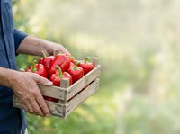 Red bell peppers in wooden crate held by farmer in garden. Fresh organic produce harvesting, agriculture, farming concept for farmers market, food delivery, healthy eating.