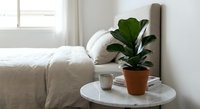 Minimalist bedroom interior with rubber plant on marble nightstand, neutral bedding and natural light creating serene modern home decor atmosphere.