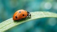 Orange ladybug with black spots crawling on green leaf with water droplets in soft focus natural garden environment for nature and wildlife concepts.