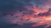 Flock of birds flying across dramatic sunset sky with vibrant pink and purple clouds creating peaceful nature scene for meditation and travel content.