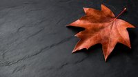 Single orange maple leaf on dark slate stone surface with natural texture and autumn seasonal colors for fall decorating and nature themes.