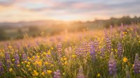 Wildflower meadow at golden hour with purple lupines and yellow blooms creating dreamy bokeh landscape perfect for nature backgrounds and wellness designs.