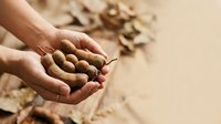 Farmer holding freshly harvested peanuts in cupped hands over soil, showcasing agricultural produce and harvest season for farming and food industry use.