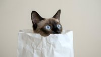 Siamese cat with striking blue eyes peeking out from white paper bag against neutral background, playful pet behavior for advertising and design projects.
