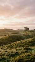 Rolling hills covered in golden and green grass with a solitary tree on the horizon beneath a soft pink and cream sky, capturing serene countryside landscape for travel and nature projects.