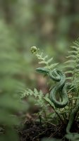 Green snake coiled on fern fronds in forest habitat, wildlife and nature photography for editorial and educational use.