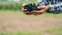 Farmer holding fresh blackberries in hands over blurred field background, showcasing organic fruit harvest and agricultural produce for farming and food industry use.