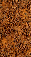 Orange weathered honeycomb structure with natural erosion patterns and circular holes creating abstract textural background for organic design projects.