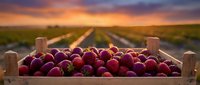 Fresh ripe raspberries in wooden crate at sunset with rural road and agricultural fields in background for healthy eating and farm produce concepts.