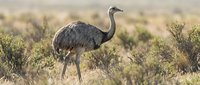 Large emu bird standing in natural Australian outback landscape with native shrubs and golden grassland habitat during daylight hours.