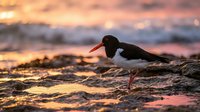 Oystercatcher bird standing on rocky shore during golden hour sunset with ocean waves in background creating warm atmospheric lighting for nature photography.