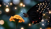 Black swallowtail butterfly with glowing particles landing on orange marigold flower against blurred bokeh background creating magical garden atmosphere.