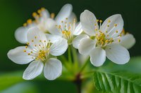 Delicate white cherry blossoms with yellow stamens in macro view against blurred green background, showing intricate floral details and soft spring petals.