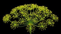 Fennel or dill flower cluster with delicate yellow-green umbel blooms isolated on transparent background, ready for t-shirt design, clipart, stickers, sublimation and print-on-demand projects.