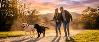 Young couple walking two dogs on leash during golden hour sunset in autumn park with mountains in background, romantic outdoor lifestyle moment.