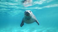 Curious harbor seal swimming underwater in clear turquoise ocean water, close-up view of marine mammal showing playful expression and distinctive whiskers.