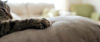 Tabby cat paw resting on beige sofa cushion in cozy living room setting with soft natural lighting for pet care and home comfort concepts.