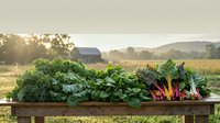Fresh organic vegetables including kale, chard and beets harvested on wooden table at sunset farm with barn and fields in background for healthy eating.