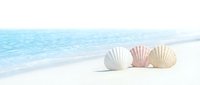 Three colorful seashells arranged on pristine white sand beach with turquoise ocean waves in background for summer vacation and tropical travel concepts.