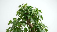 Potted indoor plant with cascading green foliage and woody stem, isolated on white background for home decor and botanical design projects.