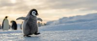 Young emperor penguin chick waddling across snow-covered Antarctic landscape with other chicks in background, polar wildlife scene.